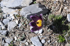 Pulsatilla montana