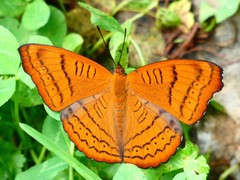 Pseudergolis wedah