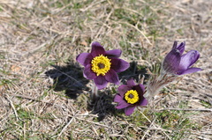 Pulsatilla montana