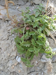 Scrophularia rupestris