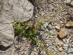 Scrophularia rupestris