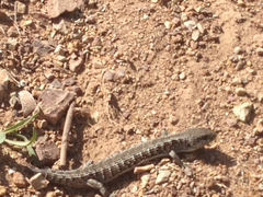 Elgaria coerulea coerulea