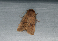 Hoplodrina octogenaria