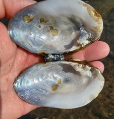 Alasmidonta undulata