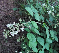 Rubus criniger