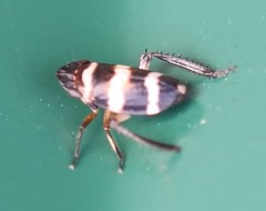 Planaphrodes