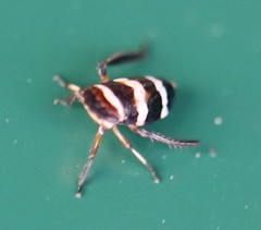 Planaphrodes