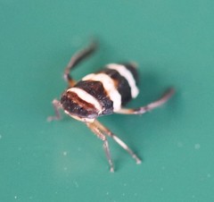 Planaphrodes