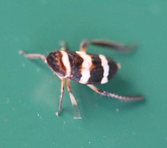 Planaphrodes