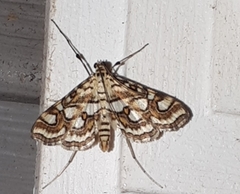 Elophila ekthlipsis