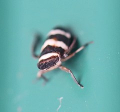 Planaphrodes