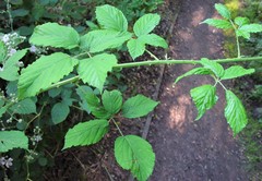 Rubus criniger
