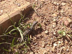 Elgaria coerulea coerulea