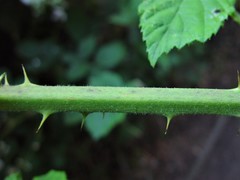 Rubus criniger