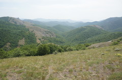 Astragalus arnacantha