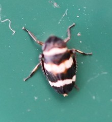 Planaphrodes