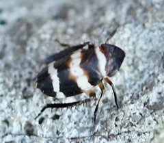 Planaphrodes