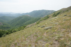 Astragalus arnacantha