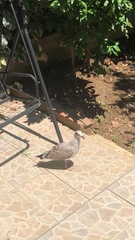 Larus michahellis