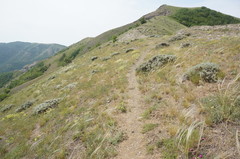 Astragalus arnacantha