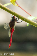 Orthetrum chrysis