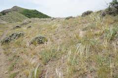 Astragalus arnacantha