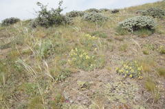 Astragalus arnacantha