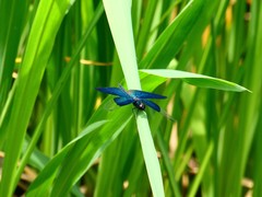 Rhyothemis fuliginosa