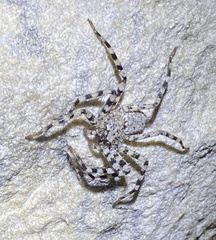 Selenops actophilus