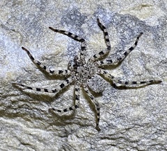 Selenops actophilus