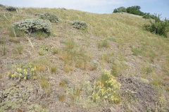 Astragalus arnacantha