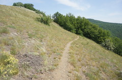 Astragalus arnacantha