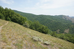 Astragalus arnacantha