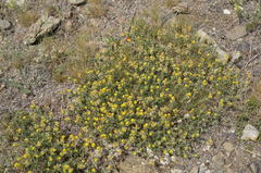 Medicago cretacea