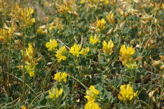 Medicago cretacea