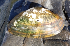 Alasmidonta marginata