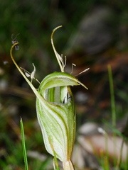Pterostylis striata