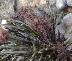 Vertebrata lanosa