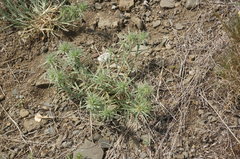 Dianthus pseudarmeria