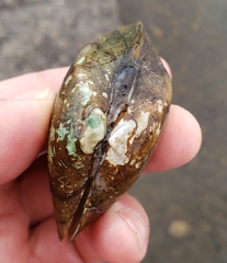 Alasmidonta marginata