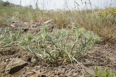 Dianthus pseudarmeria