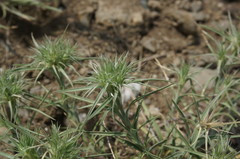 Dianthus pseudarmeria