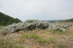 Astragalus arnacantha