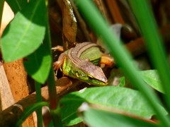 Takydromus septentrionalis