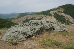 Astragalus arnacantha