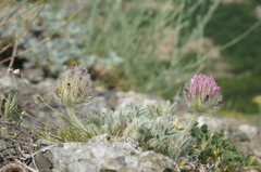 Astragalus setosulus