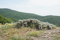 Astragalus arnacantha