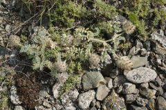 Astragalus setosulus