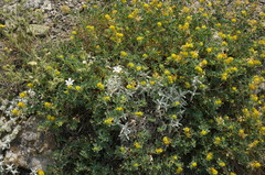 Cerastium biebersteinii