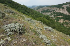 Astragalus arnacantha